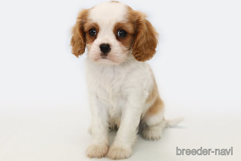 成約済の神奈川県のキャバリアキングチャールズスパニエル-303405の3枚目